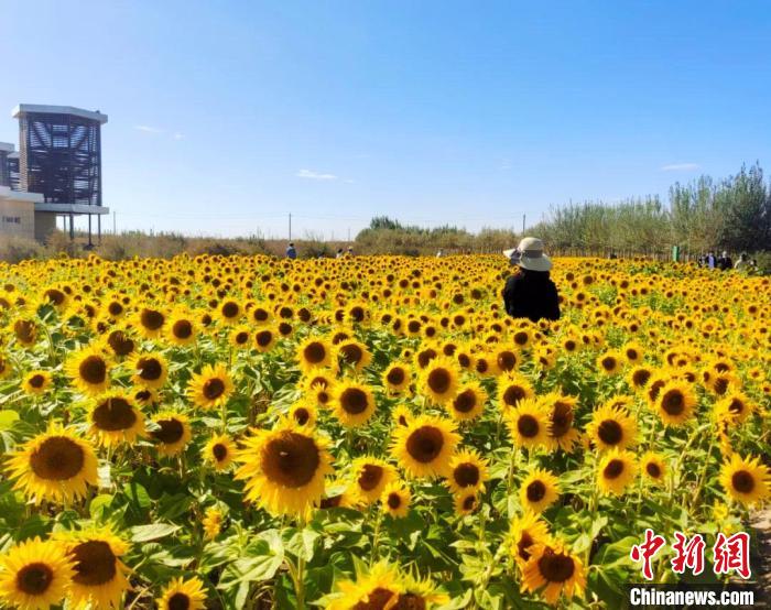 圖為格爾木境內(nèi)的向日葵花海。　格爾木融媒體中心供圖