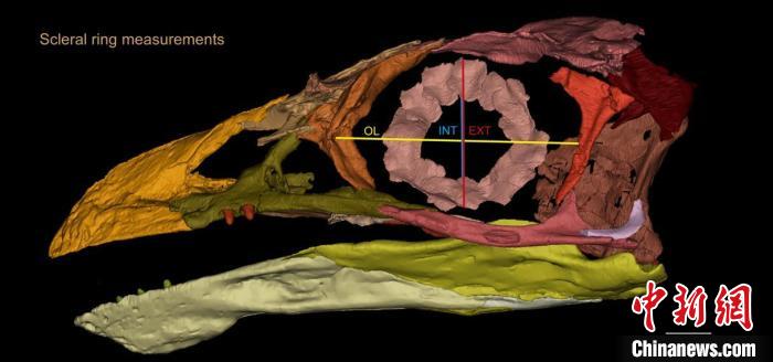熱河鳥STM3-8化石標本的鞏膜環(huán)復原及測量示意圖?！『?供圖