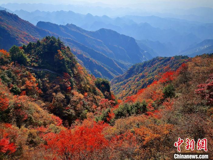 巴山大峽谷漫天紅葉?！埰?攝