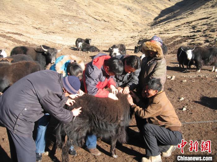 資料圖為研究團(tuán)隊(duì)在青南高原地區(qū)開展了牦牛寄生蟲病流行病學(xué)和防治技術(shù)研究。　 青海省畜牧獸醫(yī)科學(xué)院供圖