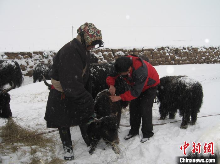 資料圖為研究團(tuán)隊(duì)在達(dá)日縣檢查牛背部皮蠅幼蟲感染情況?！?青海省畜牧獸醫(yī)科學(xué)院供圖