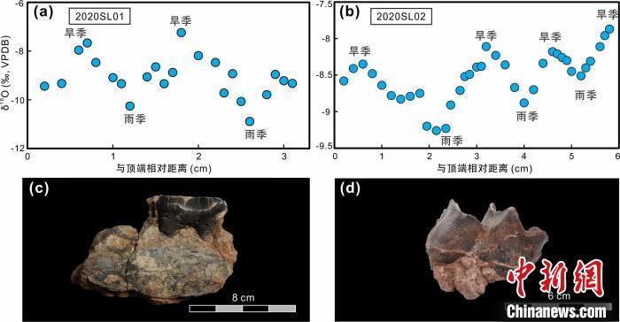 本次研究中的犀牛牙齒化石及氧同位素特征?！≈锌圃呵嗖馗咴?供圖