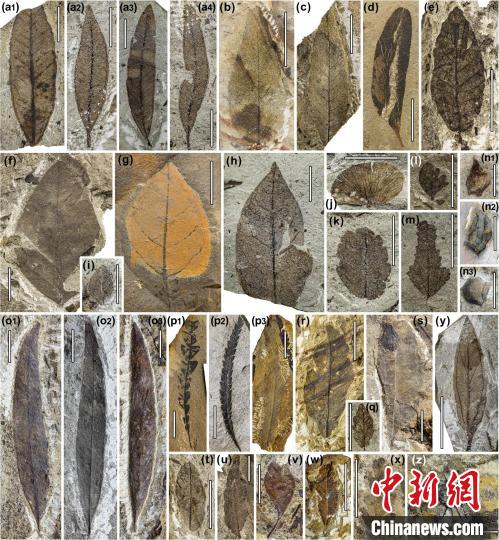 中始新世熱魯化石植物群(4500萬–4000萬年前)?！≈锌圃呵嗖馗咴?供圖