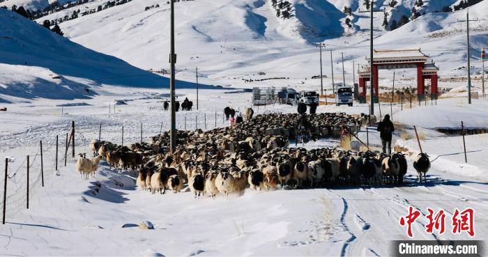 圖為村民在雪地上放牧?！《继m縣融媒體中心供圖