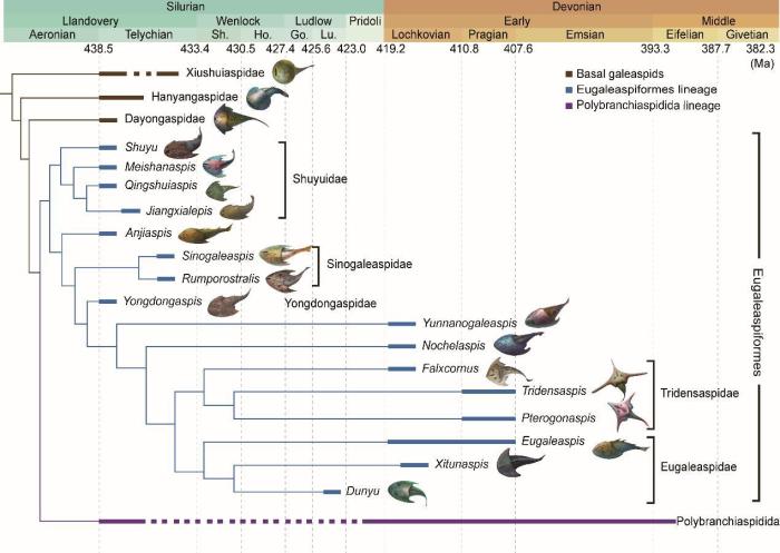 盔甲魚類的系統(tǒng)發(fā)育關(guān)系及地史分布?！≈锌圃汗偶棺邓?供圖
