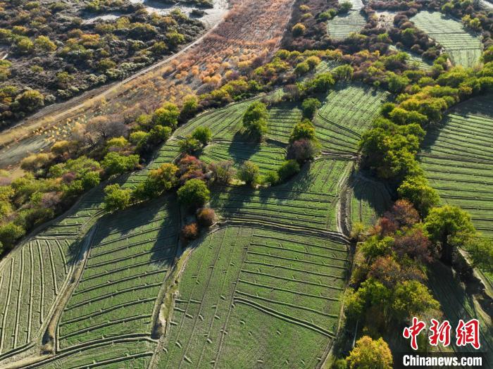 圖為11月8日，雅魯藏布江畔的高原梯田?！《拘?攝