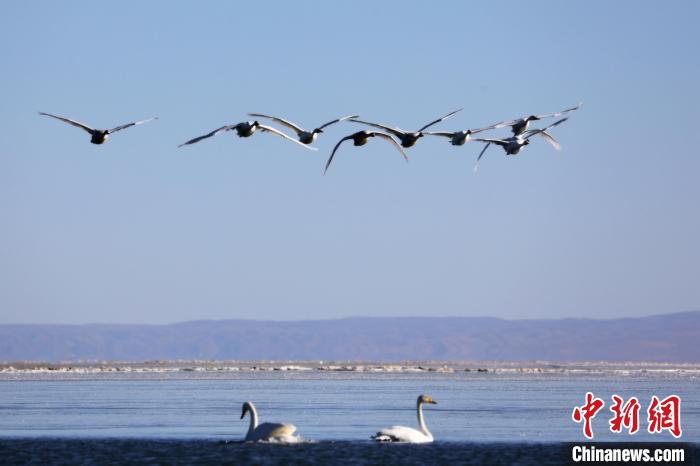 圖為大天鵝在青海湖上空飛翔?！●R怡睿 攝