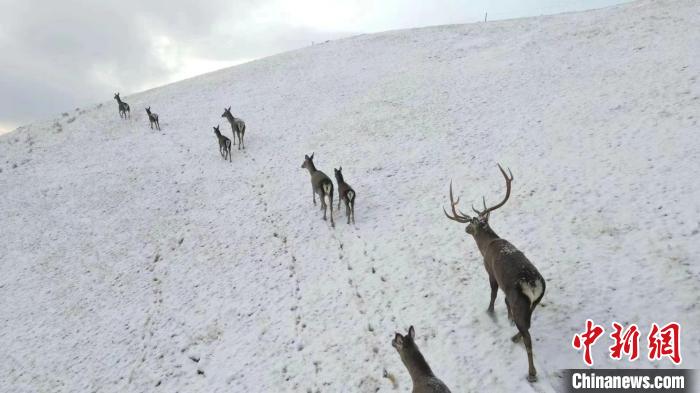 圖為馬鹿群在雪地里行走?！〔湃?攝