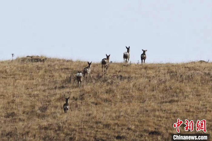 圖為狍鹿在山坡上漫步?！〔彭椖霞?攝