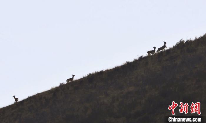 圖為狍鹿在山坡上漫步?！〔彭椖霞?攝