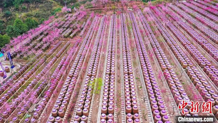 灼灼桃花惹人醉?！㈡?攝