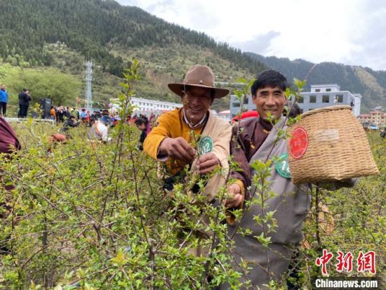 圖為當(dāng)?shù)剞r(nóng)牧民進(jìn)行藏雪茶采摘比賽。　王劍輝 攝