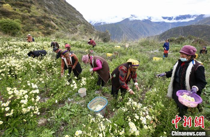 “落戶”黑水的杭白菊。桐鄉(xiāng)市宣傳部提供