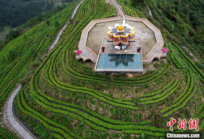 圖為西藏林芝市墨脫縣背崩鄉(xiāng)格林村山頂?shù)木坝^茶園。(無人機照片) 李林 攝