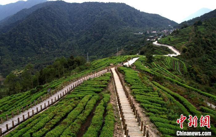 圖為西藏林芝市墨脫縣背崩鄉(xiāng)格林村山頂?shù)木坝^茶園。(無人機照片) 李林 攝