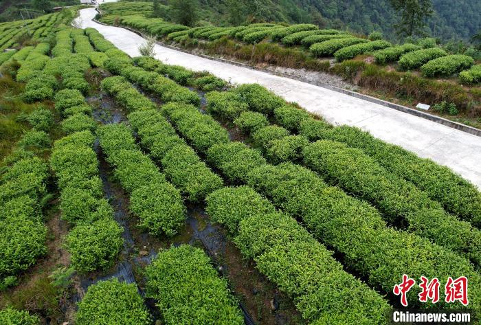 圖為西藏林芝市墨脫縣背崩鄉(xiāng)格林村山頂?shù)木坝^茶園。(無人機照片) 李林 攝