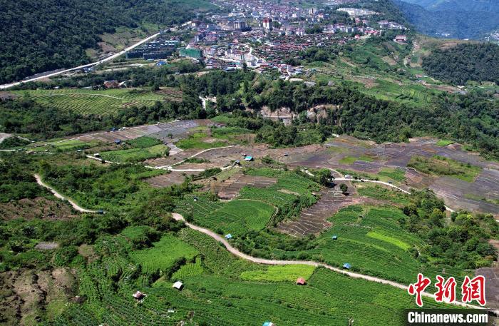 圖為西藏林芝市墨脫縣城附近的茶田。(無人機照片) 李林 攝