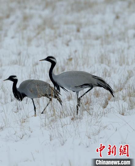 在若爾蓋濕地的蓑羽鶴?！∩袞|機(jī) 攝