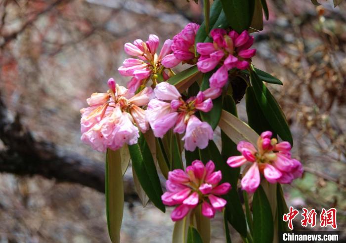 近日，西藏自治區(qū)山南市加查縣索囊溝的杜鵑花競相綻放?！∪轿木?攝