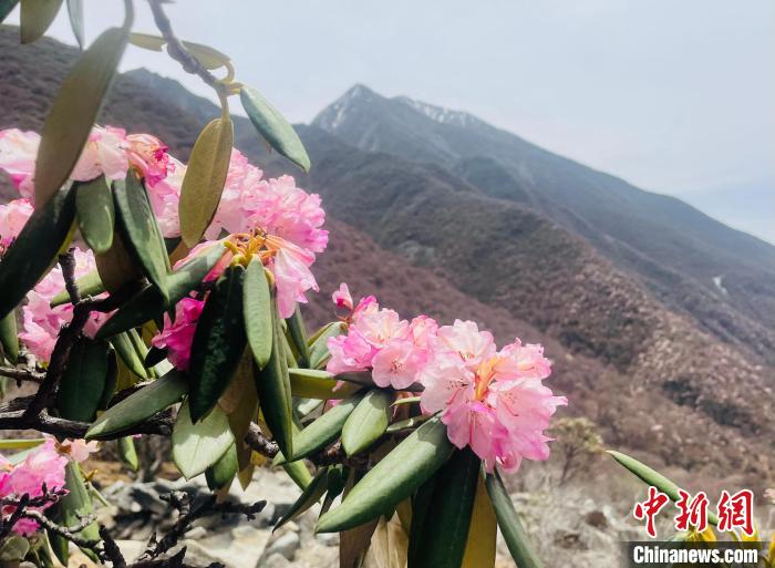 近日，西藏自治區(qū)山南市加查縣索囊溝的杜鵑花競相綻放?！∪轿木?攝