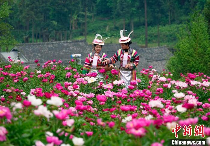 平武縣黃羊關(guān)藏族鄉(xiāng)700多畝芍藥花迎來(lái)盛花期。　胡宇 攝