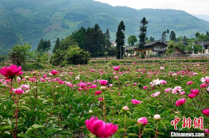 平武縣黃羊關(guān)藏族鄉(xiāng)700多畝芍藥花迎來(lái)盛花期?！『?攝