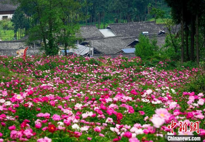 平武縣黃羊關(guān)藏族鄉(xiāng)700多畝芍藥花迎來(lái)盛花期。　胡宇 攝