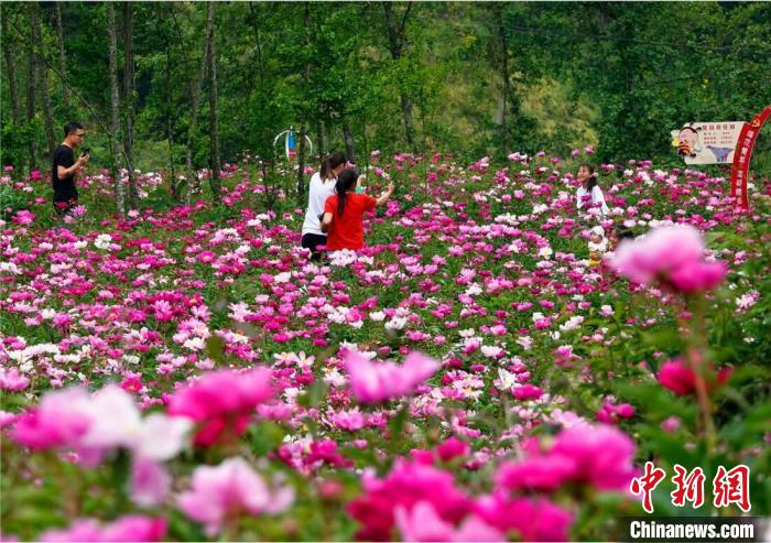 芍藥花海吸引游客前來(lái)打卡拍照?！『?攝