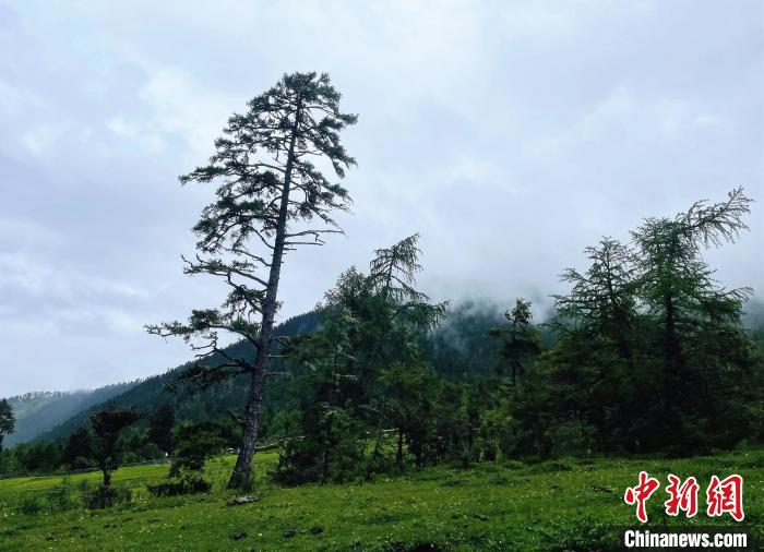 6月10日，魯朗小鎮(zhèn)高山牧場景區(qū)風光?！∪轿木?攝