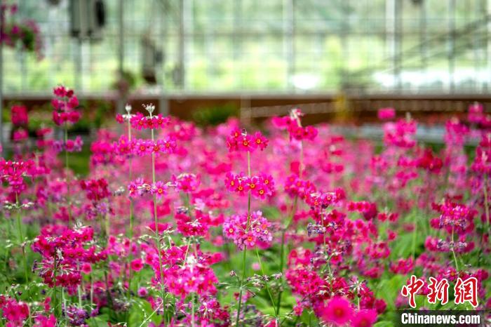 甘孜州康巴高原道孚特色植物園溫室大棚里盛開的報(bào)春花?！⒅铱?攝