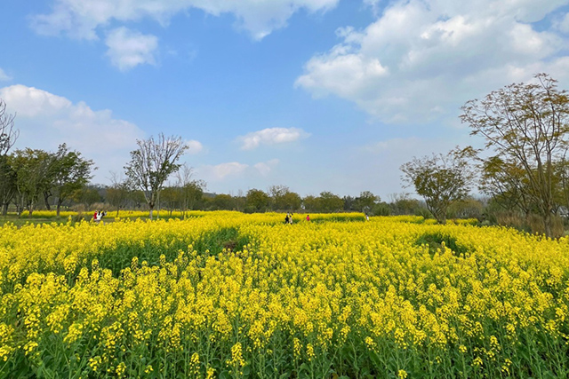 每到油菜花季，就有市民相約到重慶廣陽島上踏青賞花。鄒樂攝