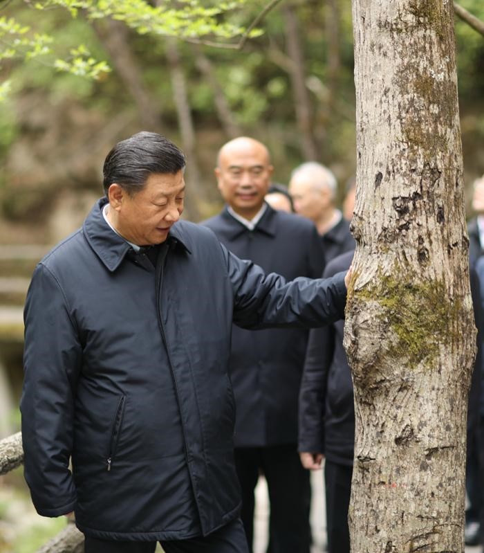 2020年4月20日，中共中央總書(shū)記、國(guó)家主席、中央軍委主席習(xí)近平在陜西考察調(diào)研。這是習(xí)近平在位于商洛市柞水縣的秦嶺牛背梁國(guó)家級(jí)自然保護(hù)區(qū)，考察秦嶺生態(tài)保護(hù)情況。 新華社記者 鞠鵬 攝