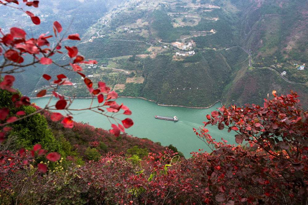 船舶行駛在紅葉掩映下的長江三峽重慶市巫山縣水域（2023年11月30日攝）。新華社記者 肖藝九 攝