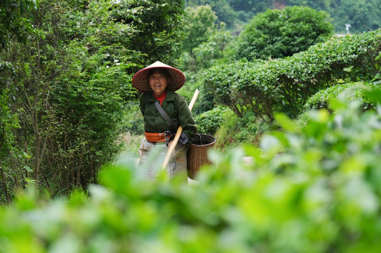 2024年4月24日，湖南省衡陽市耒陽市龍?zhí)伶?zhèn)江頭貢茶葉種植專業(yè)合作社，村民在茶山采摘茶葉，實現(xiàn)了家門口就業(yè)。