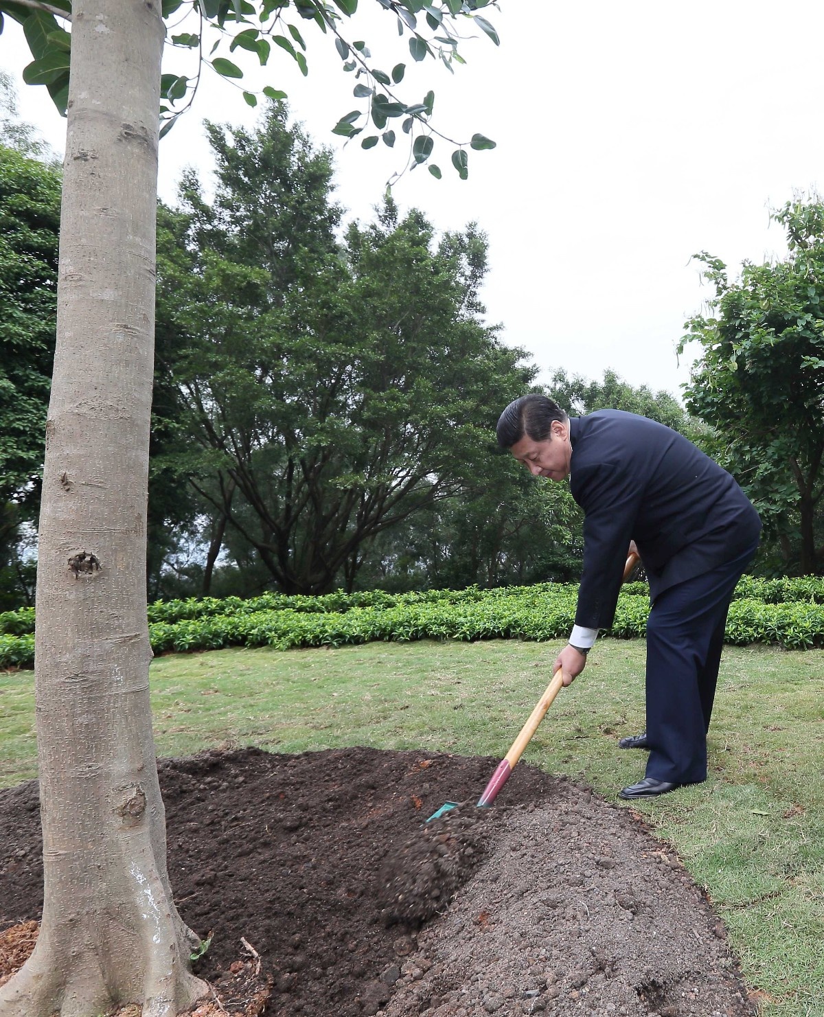 2012年12月8日，習近平在深圳蓮花山公園種下一棵高山榕樹。