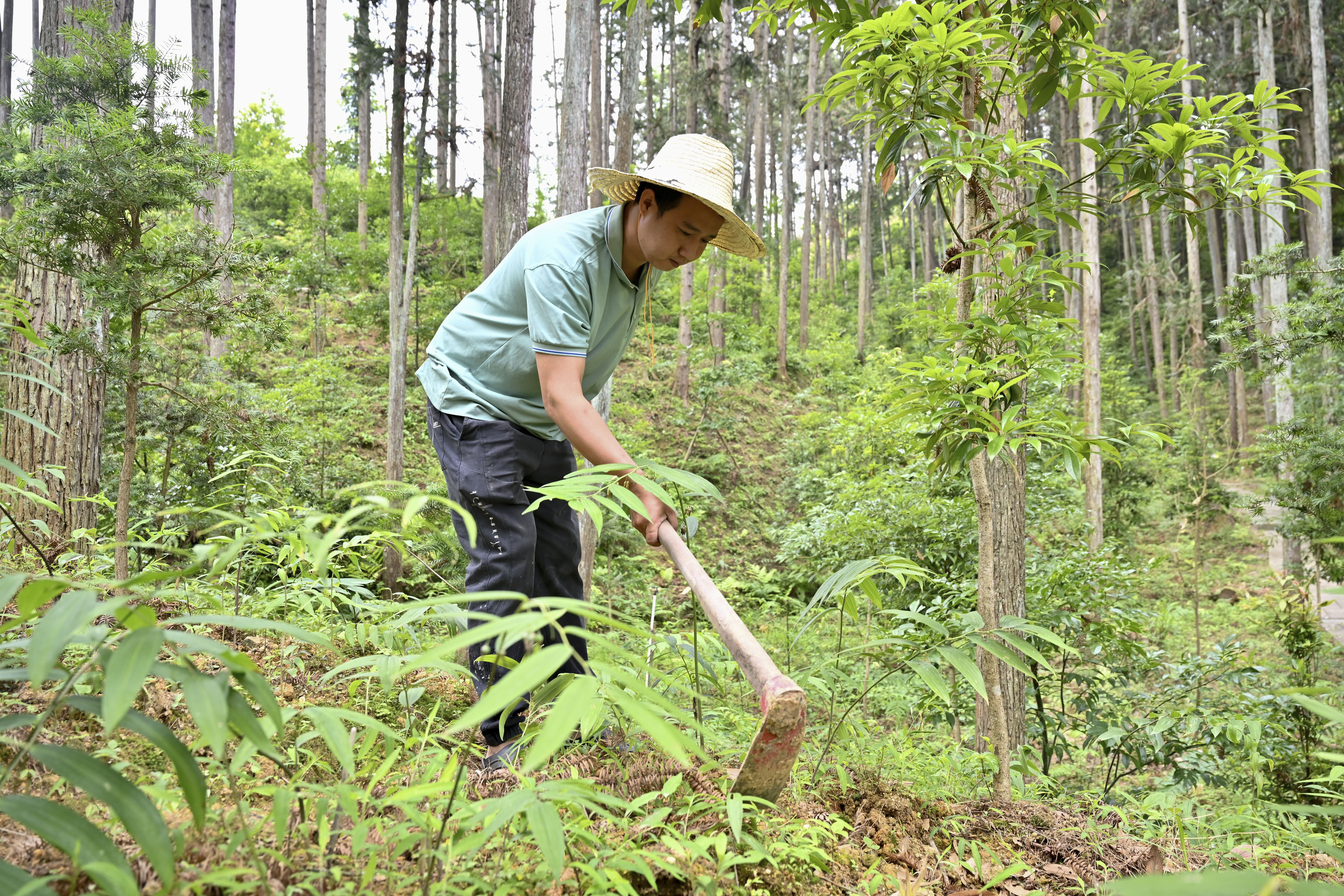 2024年5月9日，福建省三明市馬巖林下經(jīng)濟(jì)種植示范基地工人在管理林下種植的多花黃精。