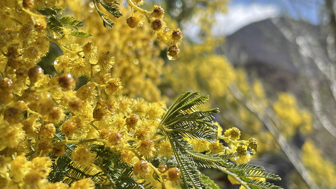 清晨帶著露珠的金合歡花。