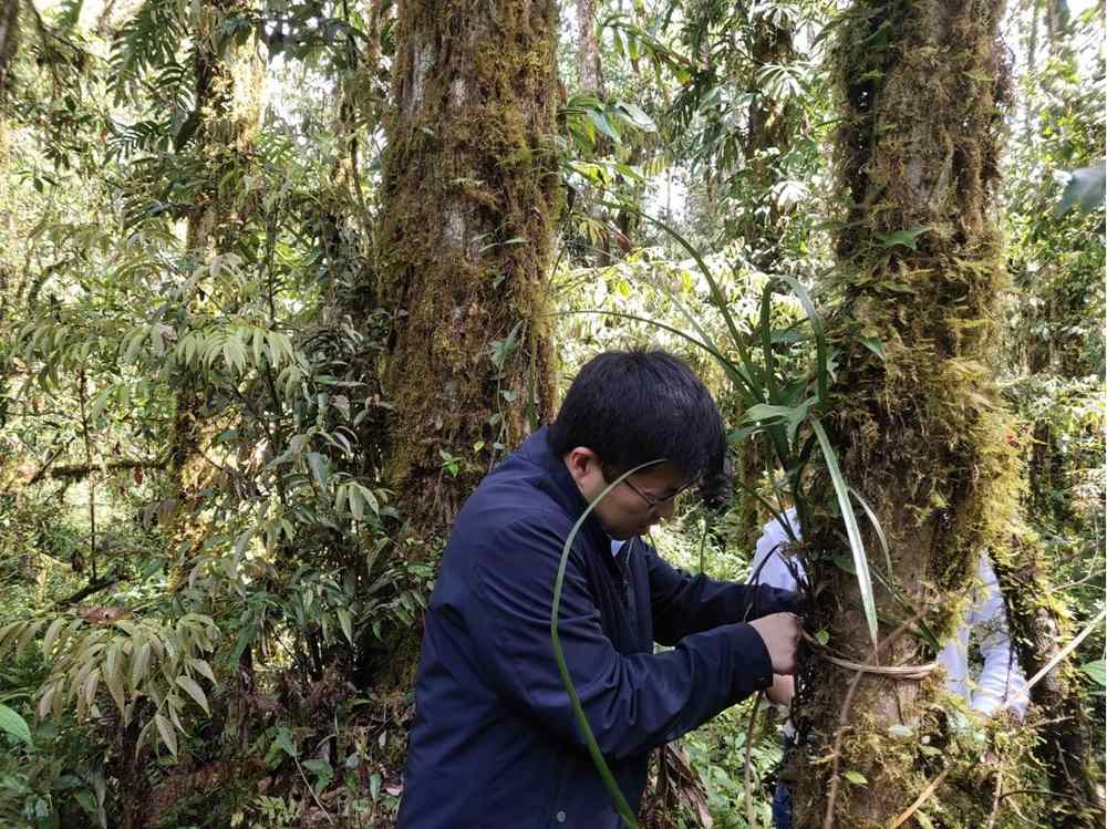 蘭花歸野。圖片由山水自然保護中心提供