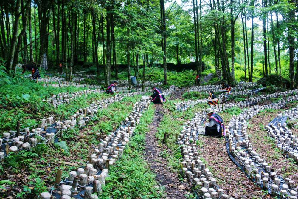 木耳種植基地。次仁央宗攝