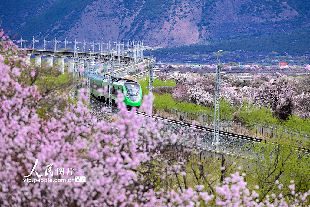 西藏林芝：雪域高原列車穿越花?！?】