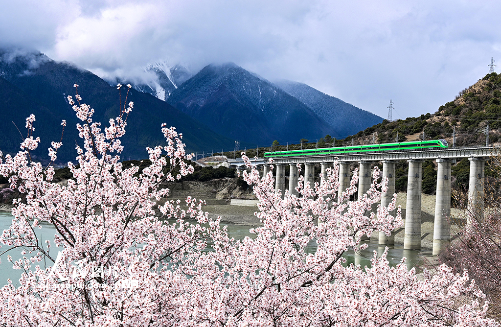 西藏林芝：雪域高原列車穿越花?！?】