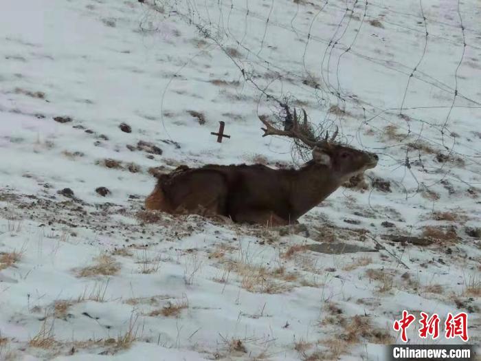 長(zhǎng)江源頭區(qū)域一只“受困”白唇鹿獲救