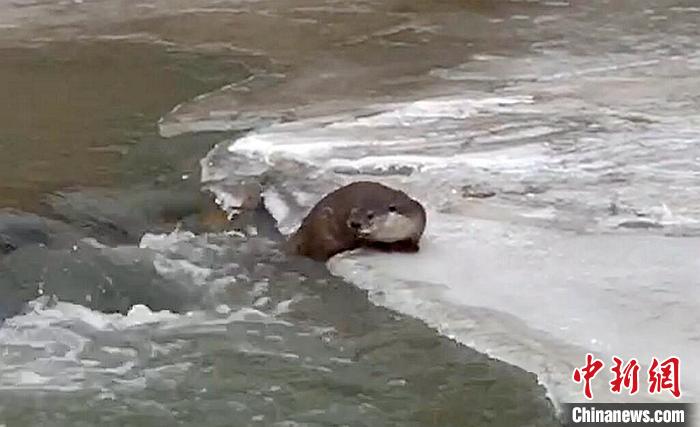 冰面上的國家二級保護動物小爪水獺。視頻截圖