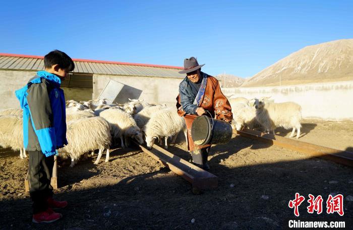 圖為哇保和孫子正在喂羊。　才項(xiàng)什姐 攝