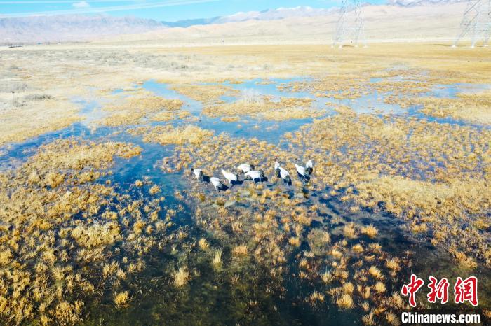 圖為一群黑頸鶴在濕地中央行走。　卡美燕 攝