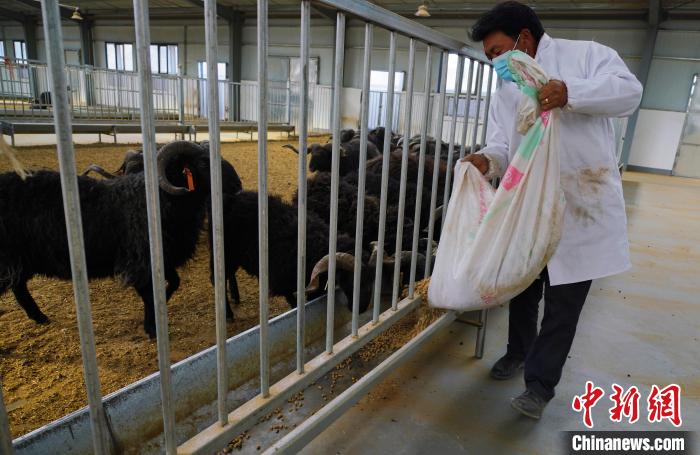 圖為飼養(yǎng)員給黑藏羊喂食?！●R銘言 攝