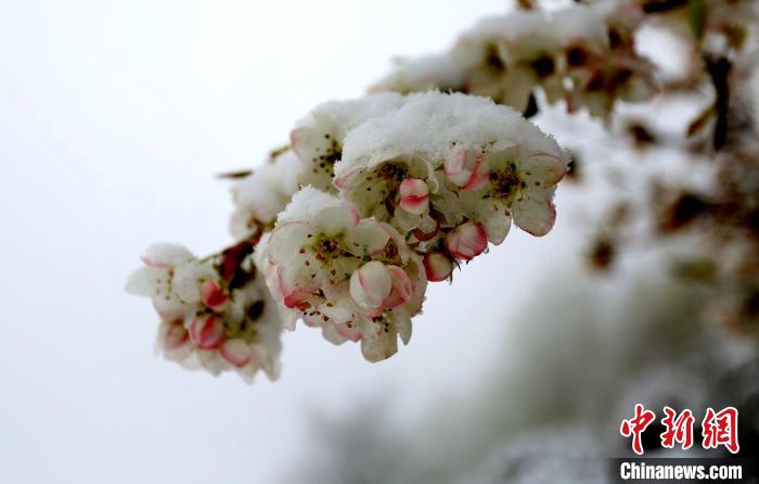 花兒被冰雪覆蓋。　李永安 　攝