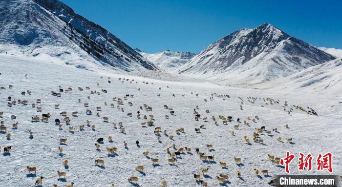 圖為羊群在雪地里覓食?！《继m縣融媒體中心供圖