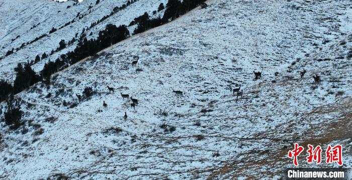 圖為巖羊和馬鹿集體在雪地里休憩?！《继m縣融媒體中心 供圖