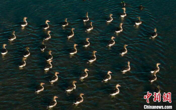 圖為湖中的野生鳥類。　何啟金 攝